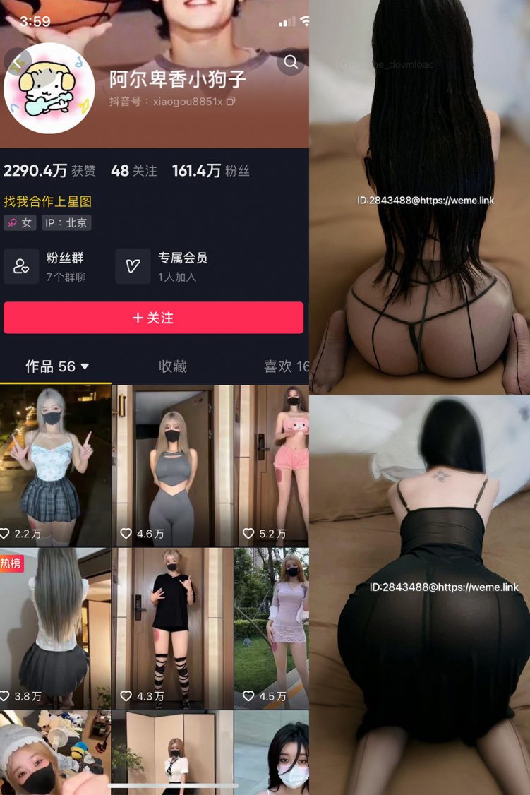 抖音 阿尔卑香小狗子 微密圈 NO.057期 【36P1V】最新至：2024.9.7